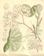 Image of Begonia umbraculifera Hook. fil.