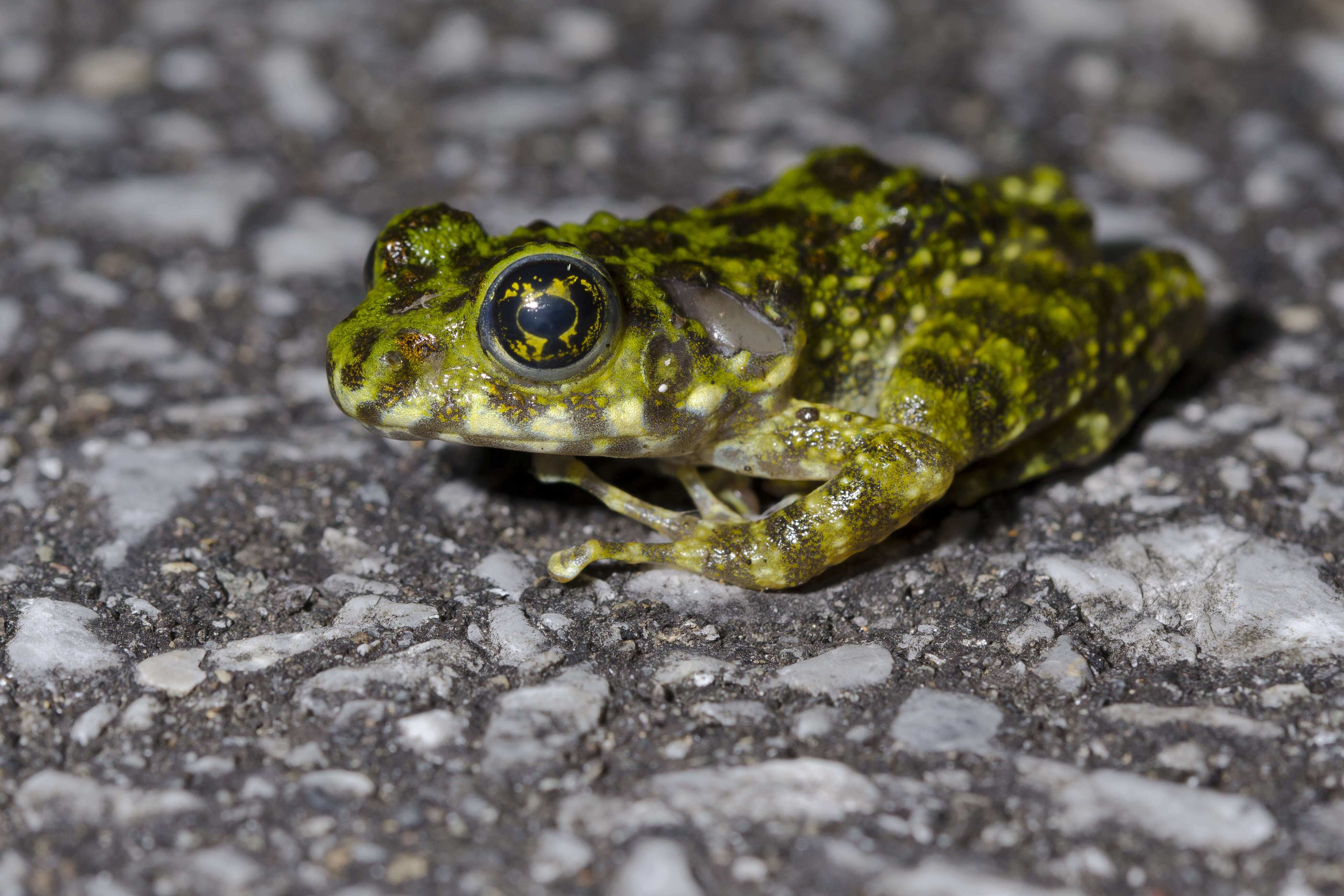 Image of Ishikawa's Frog