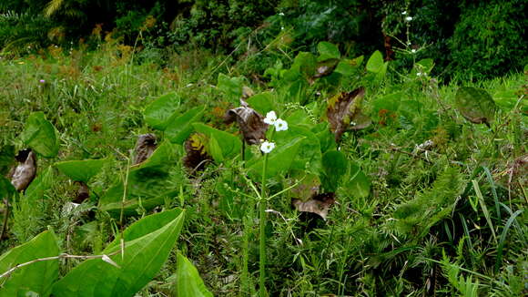 Image of Echinodorus floribundus (Seub.) Seub.