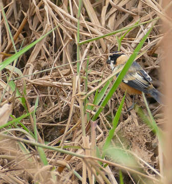 Image of Rusty-collared Seedeater