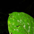 صورة Ocotea rivularis Standley & L. O. Williams