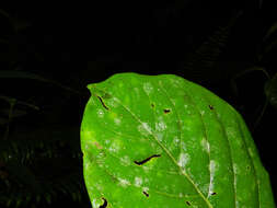 Plancia ëd Ocotea rivularis Standley & L. O. Williams