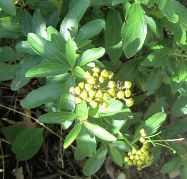 Image of ceanothus