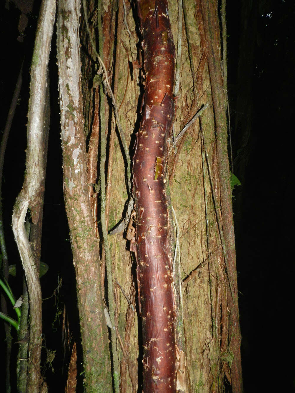 Image of Bursera standleyana L. O. Williams & Cuatrec.