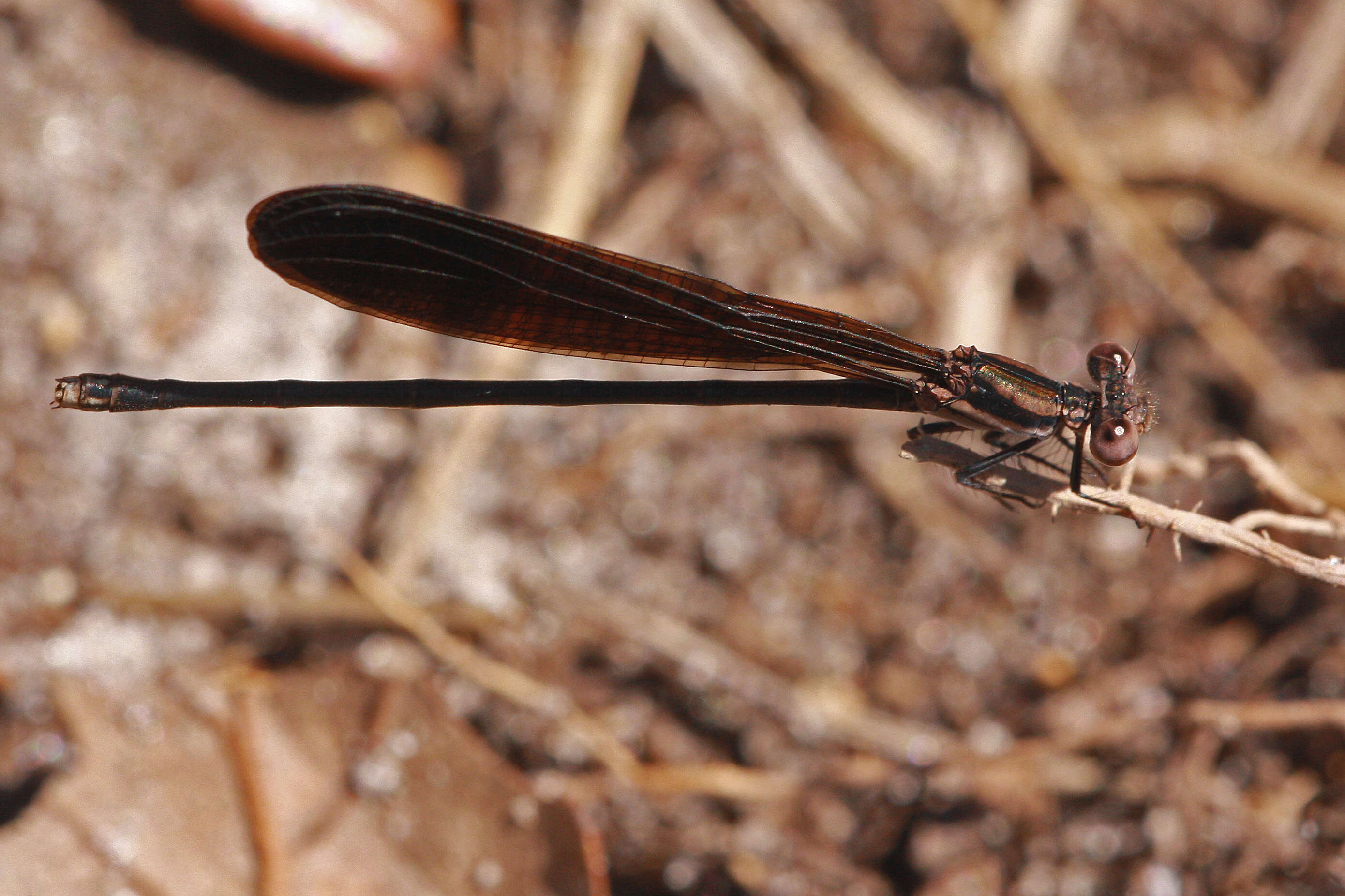 Image of Variable Dancer