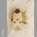 Image of Lopsallus flavosparsus (Buchanan-White 1878)