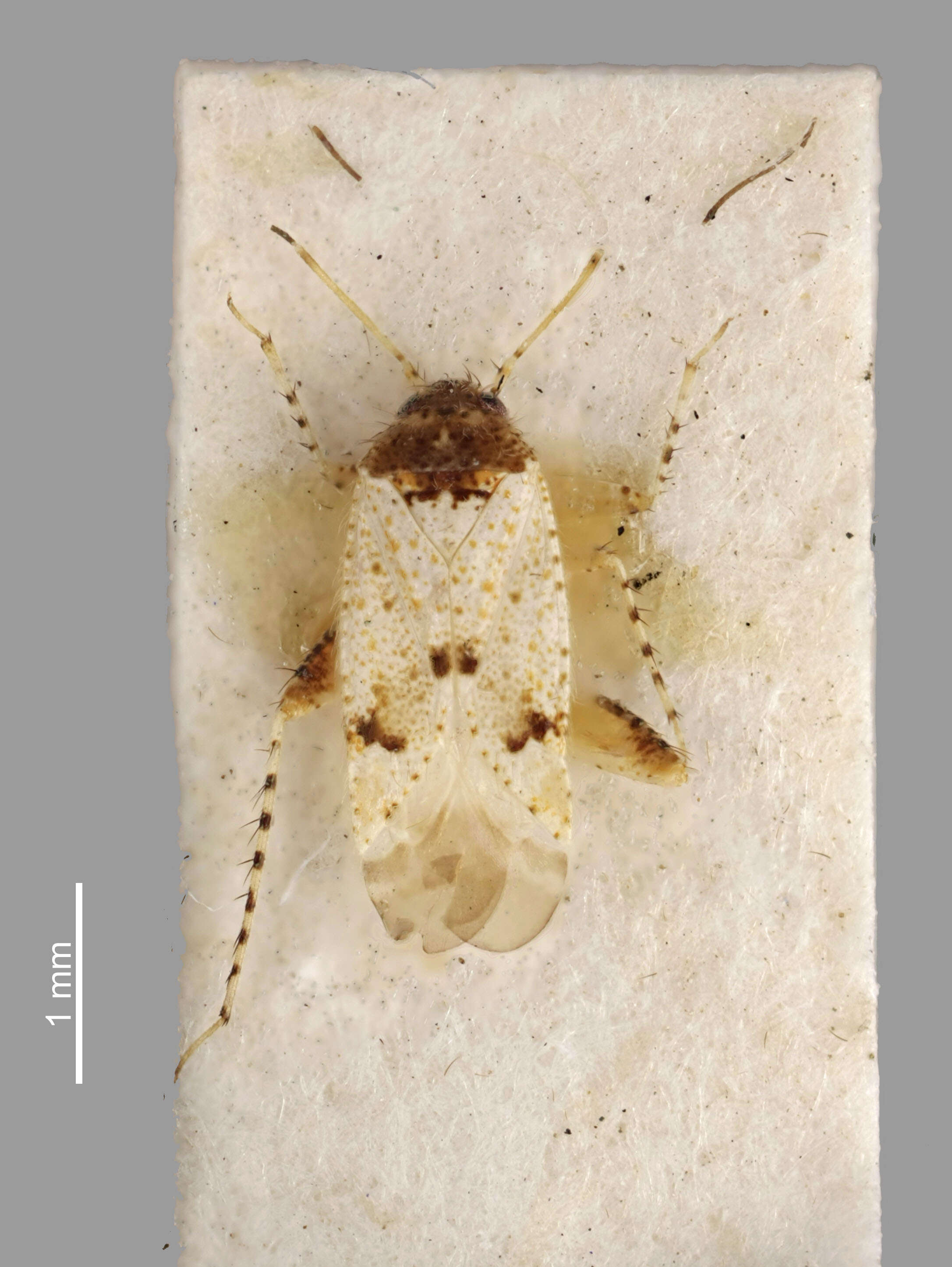 Lopsallus flavosparsus (Buchanan-White 1878)的圖片