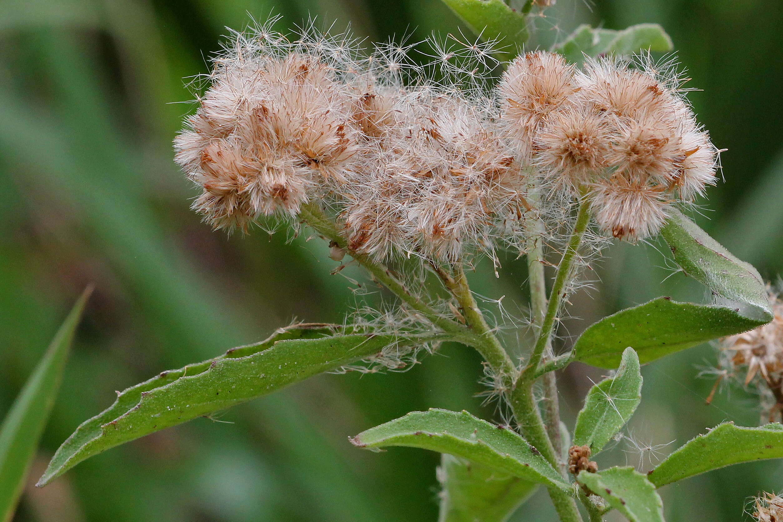 Image of camphorweed