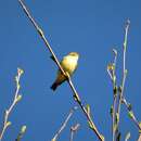 Image of Green Warbler