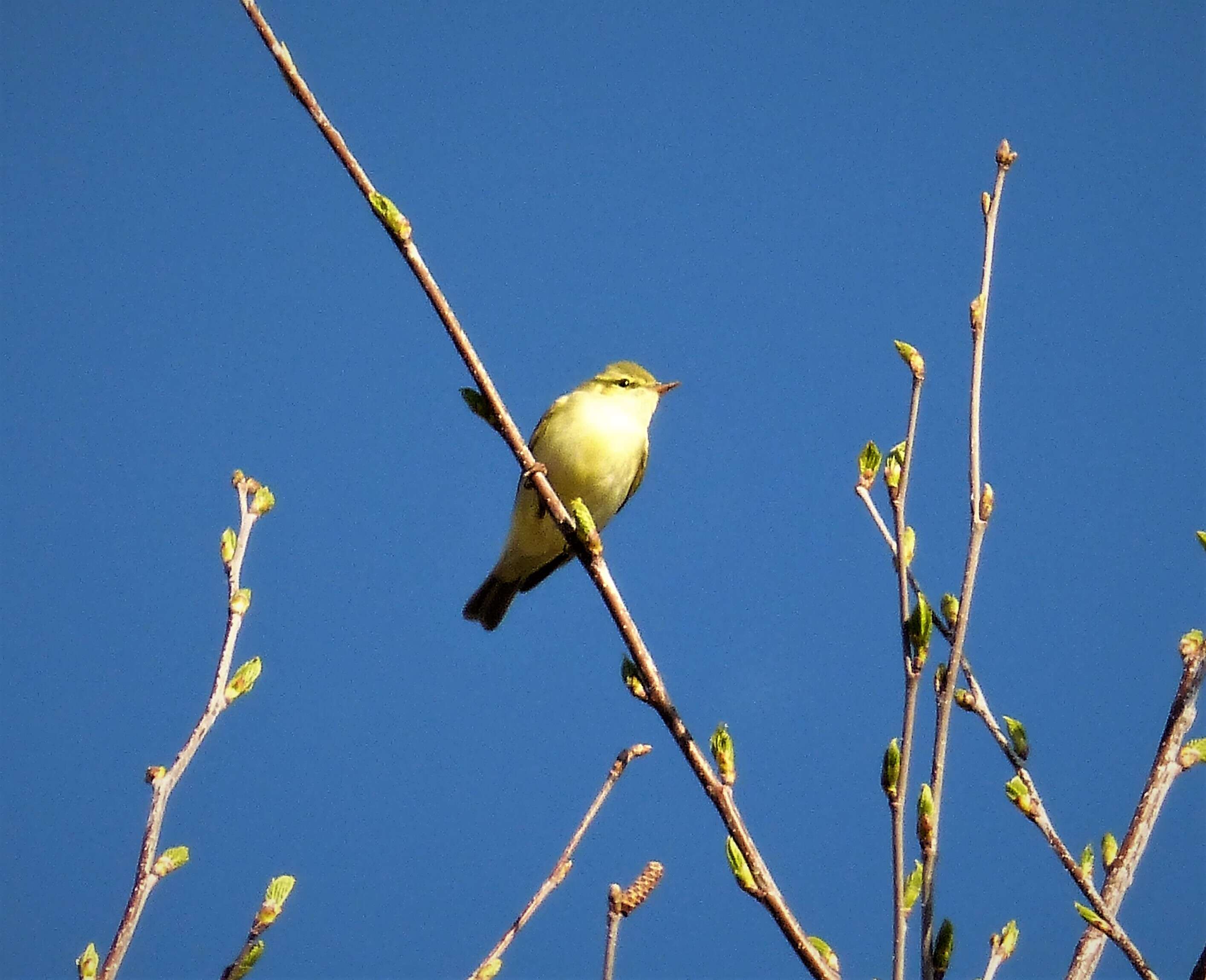 Image of Green Warbler