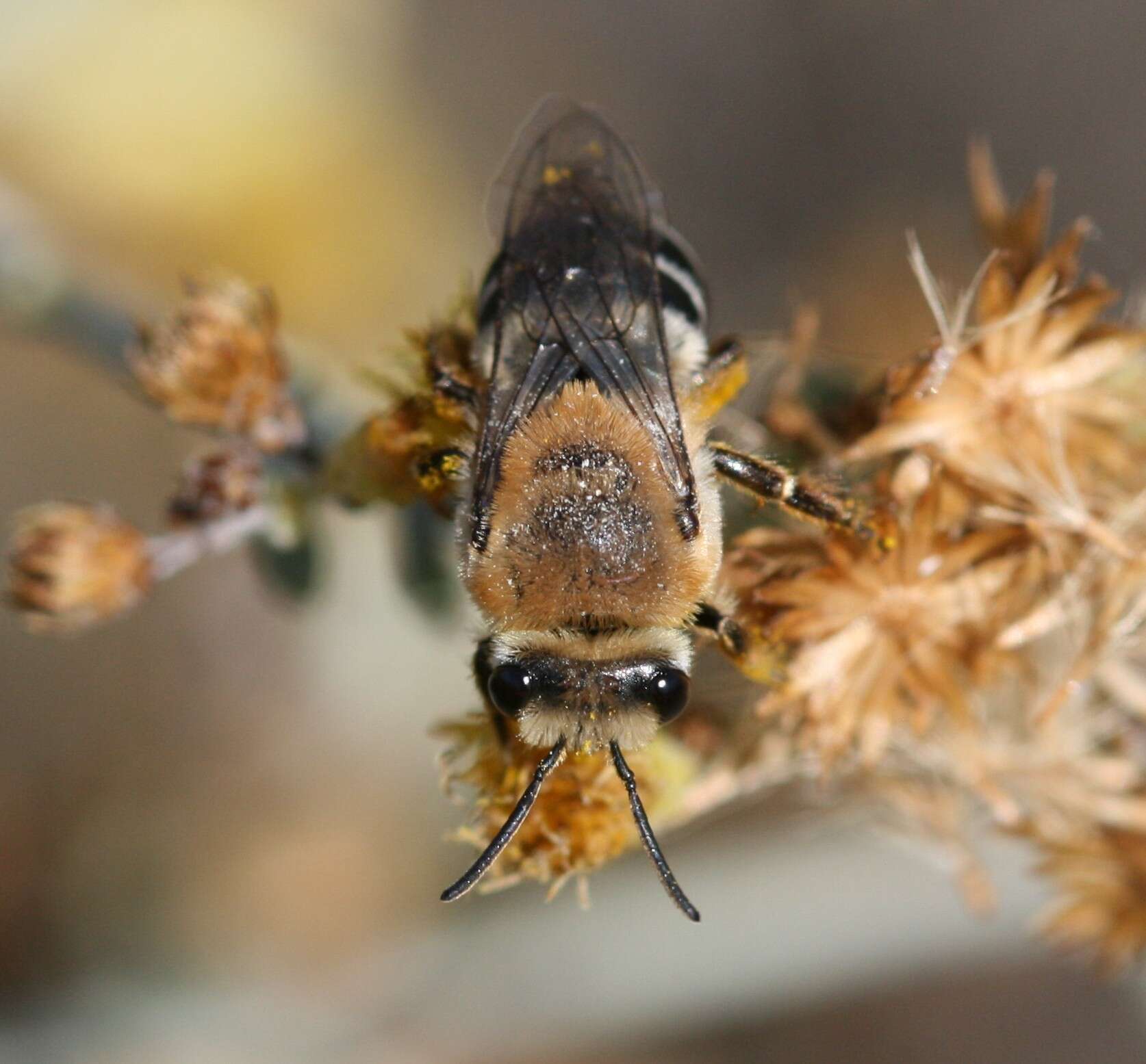 Image of Cellophane bees