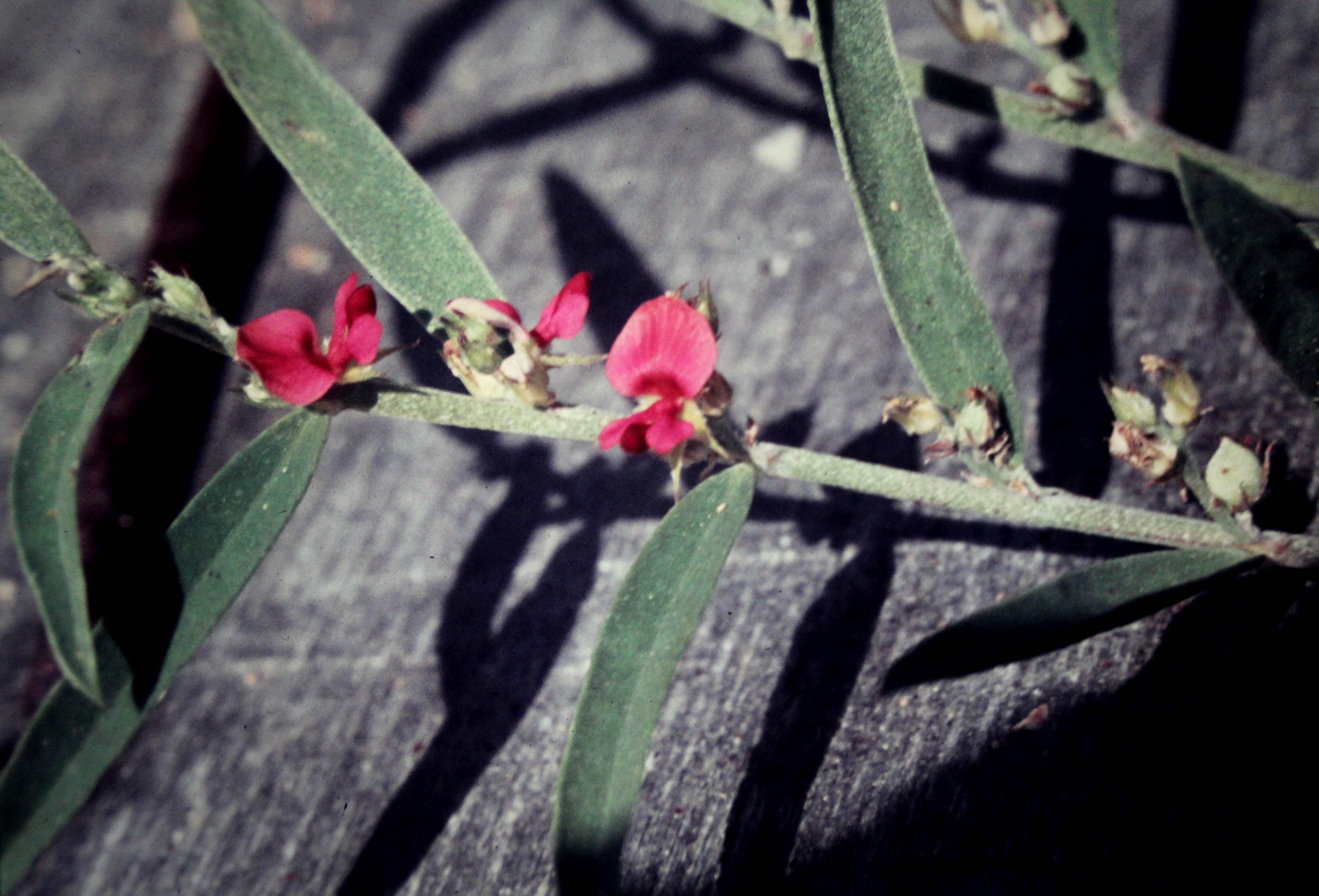 Image of Indigofera linifolia (L. fil.) Retz.