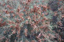 Acacia colletioides Benth. resmi