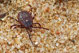 Image of Kangaroo tick