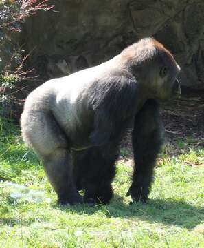 Image of Gorillas