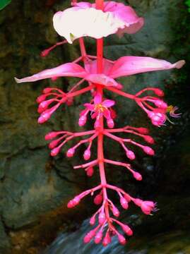 Image of medinilla