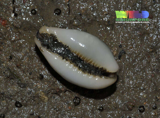 Image of egg cowrie