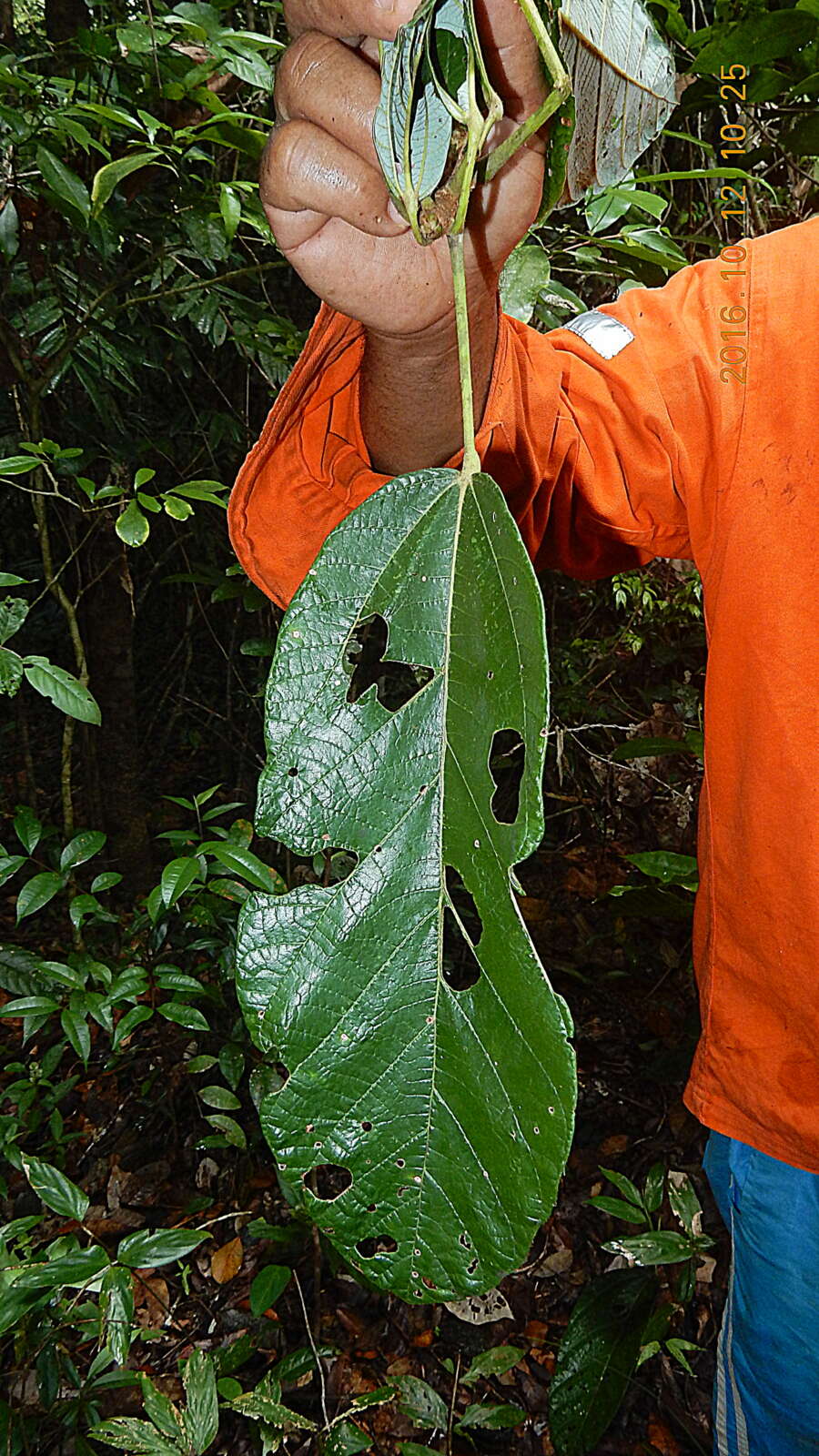 Image of Pterygota brasiliensis F. Allem.