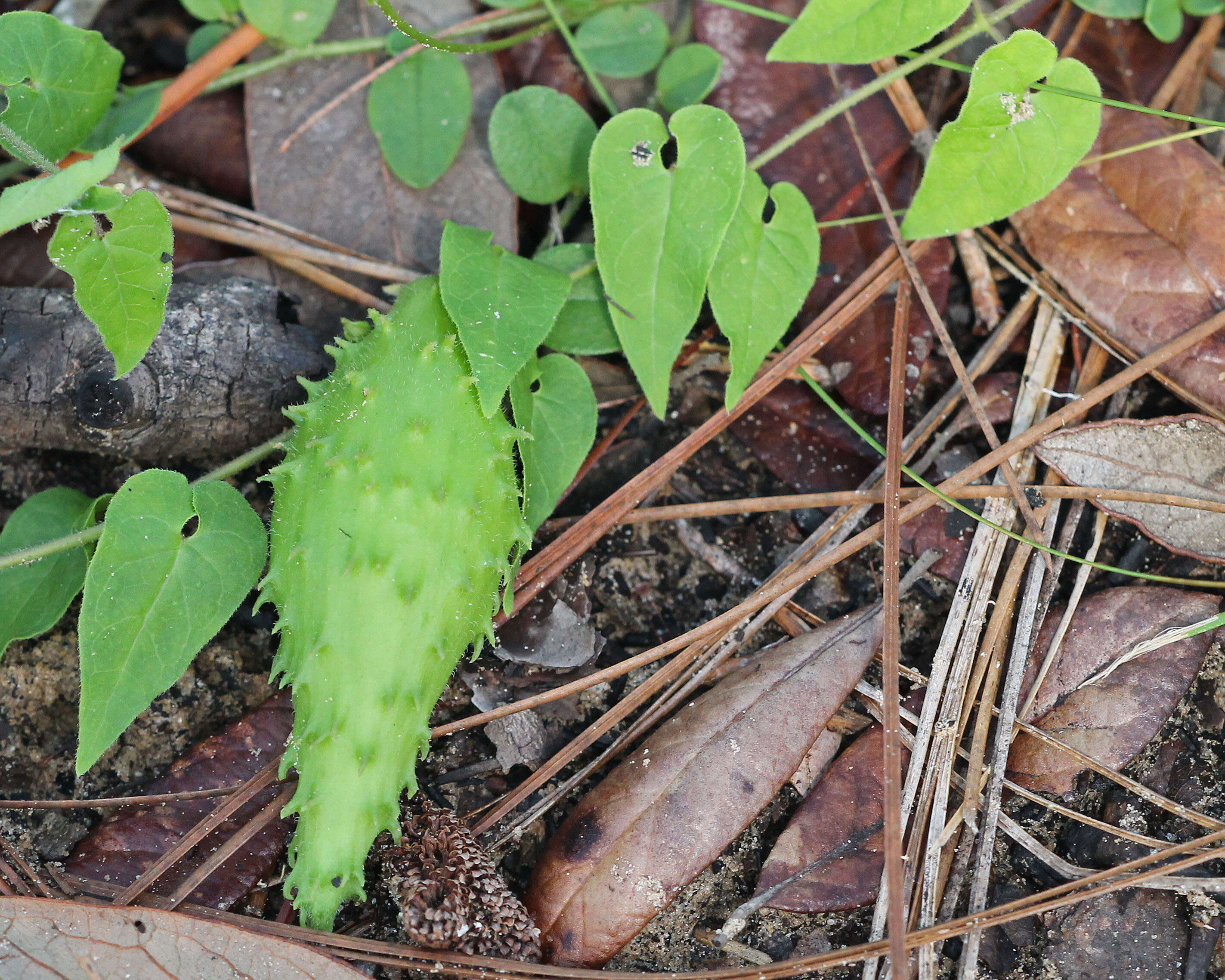 Image of trailing milkvine