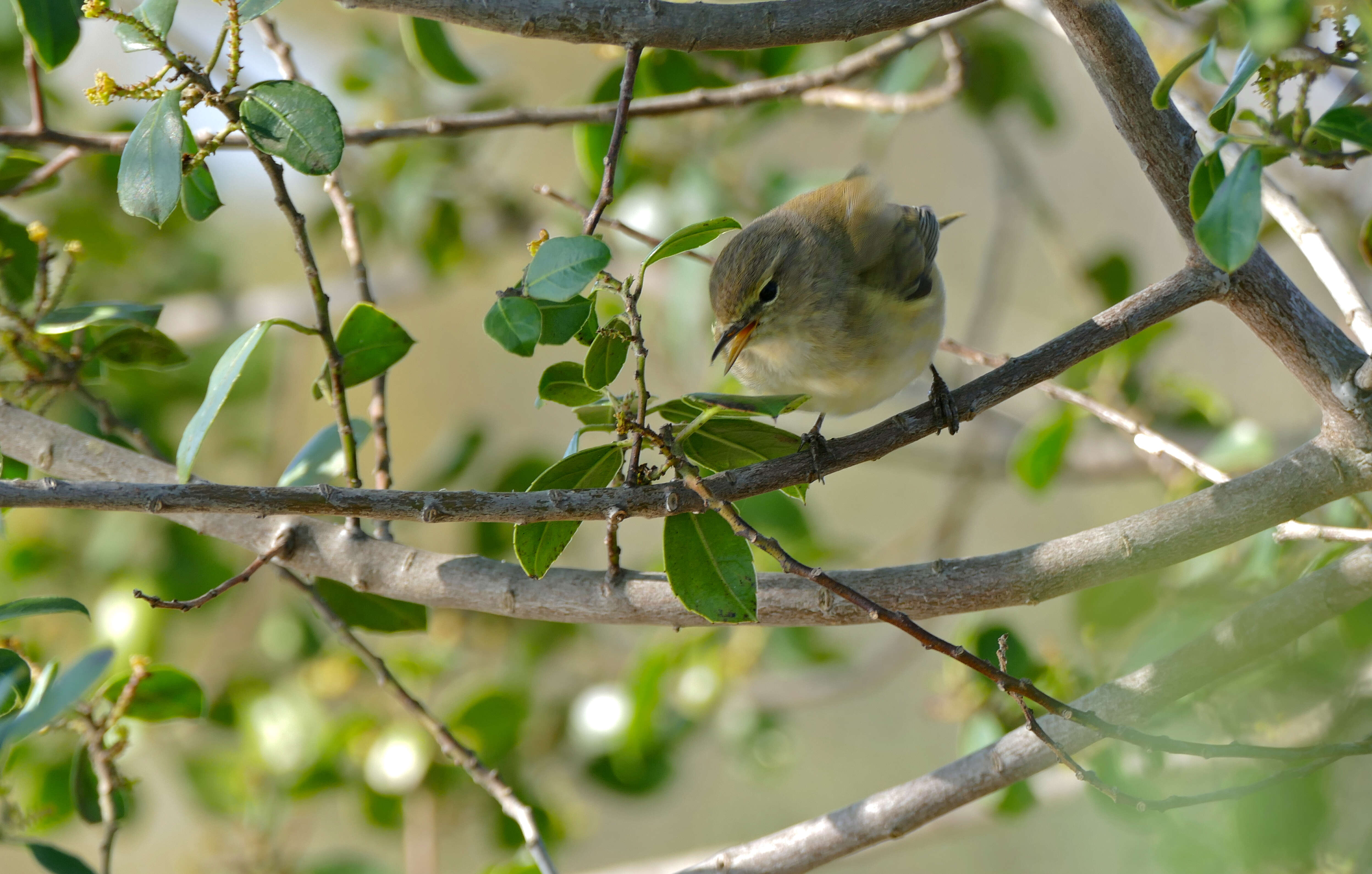 Image of Phylloscopidae