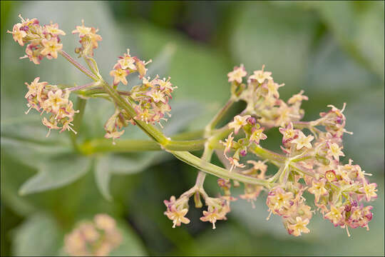 Image de Valeriana elongata Jacq.