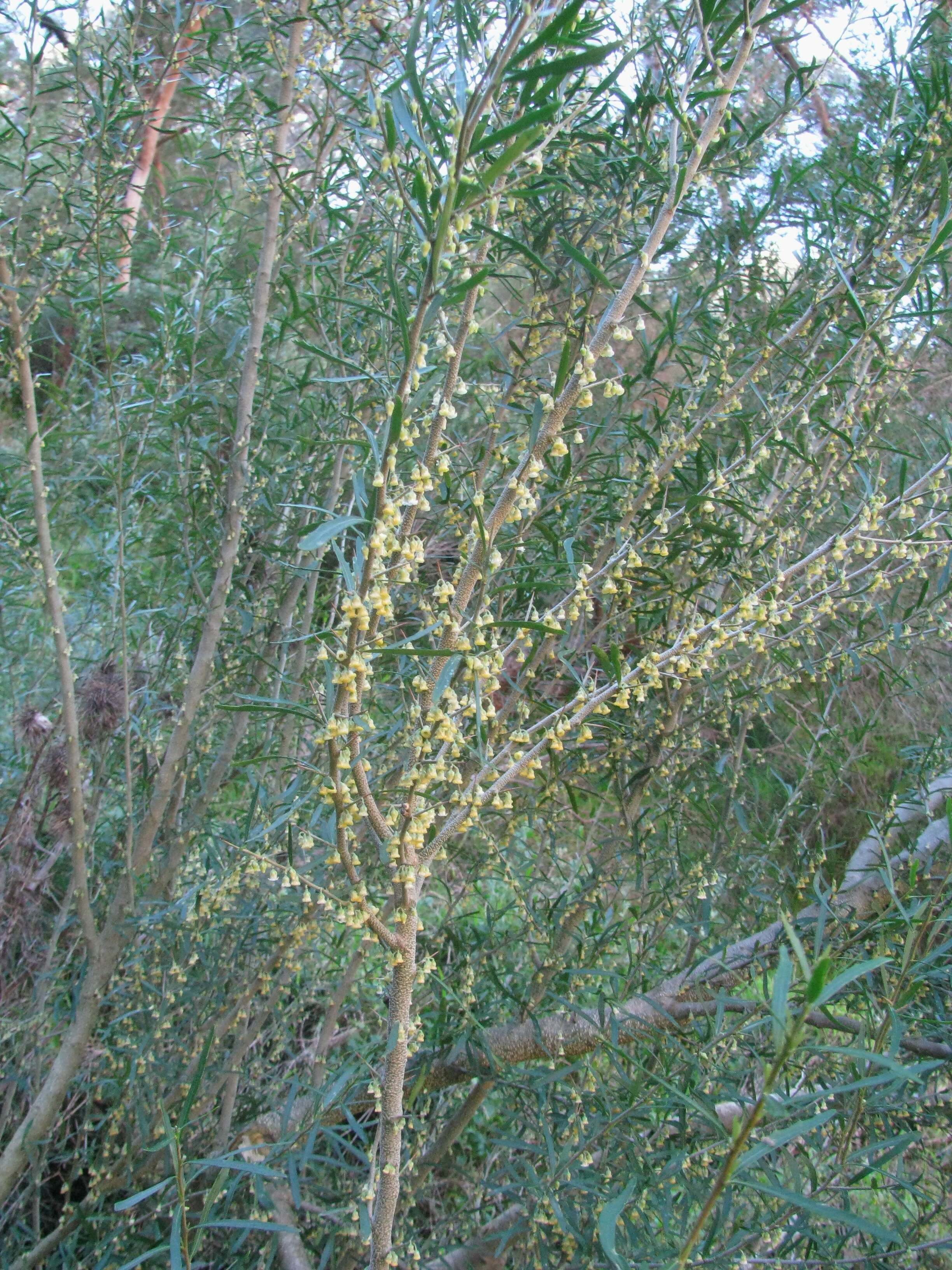 Image of Melicytus dentatus (R. Br. ex DC.) Molloy & D. J. Mabberley