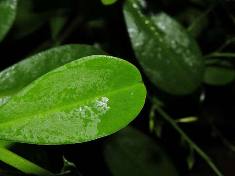 Image of Ceylon spinach