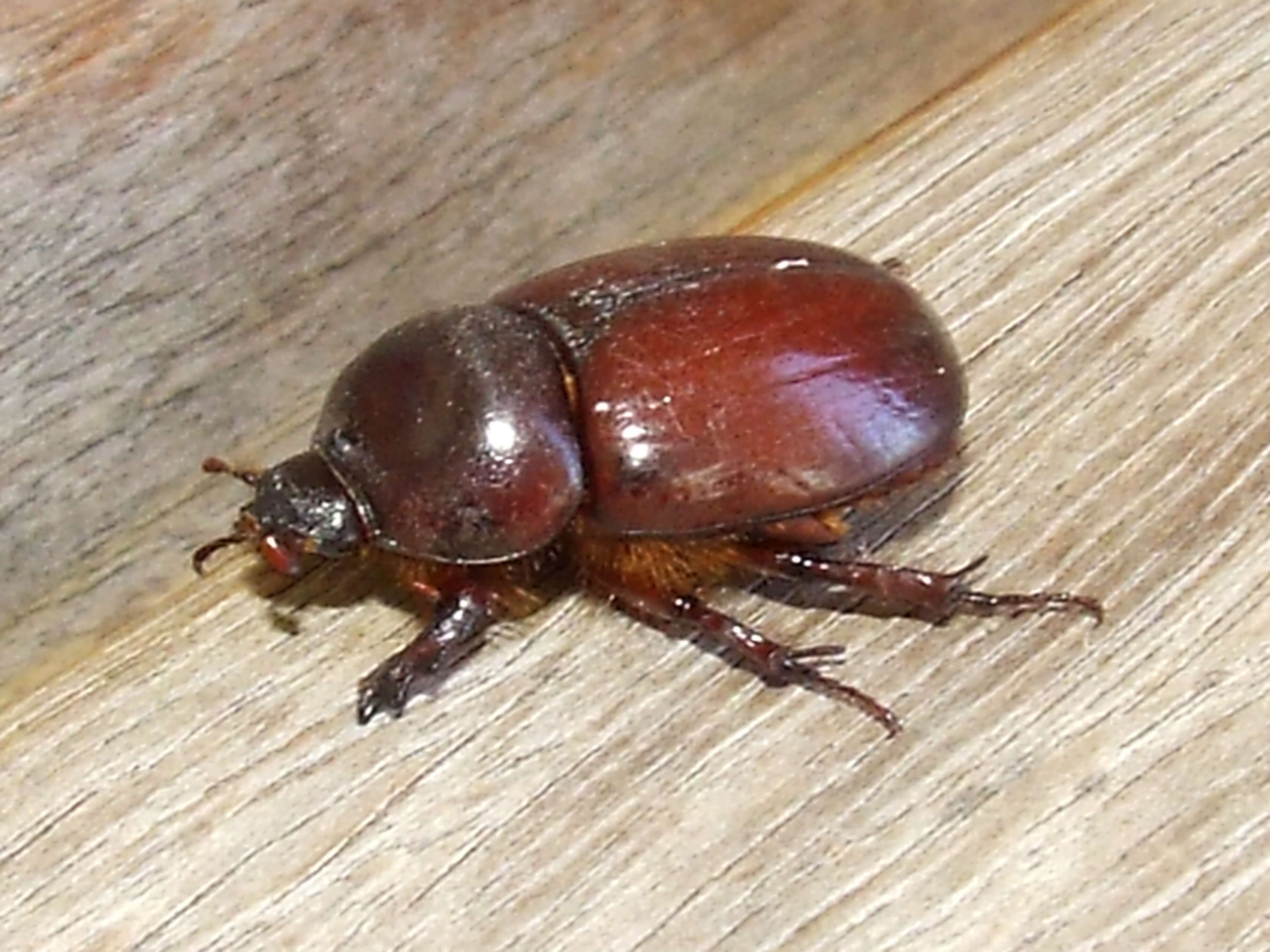 Image of Dynastidae