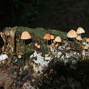 Image of Marasmius berteroi (Lév.) Murrill 1915