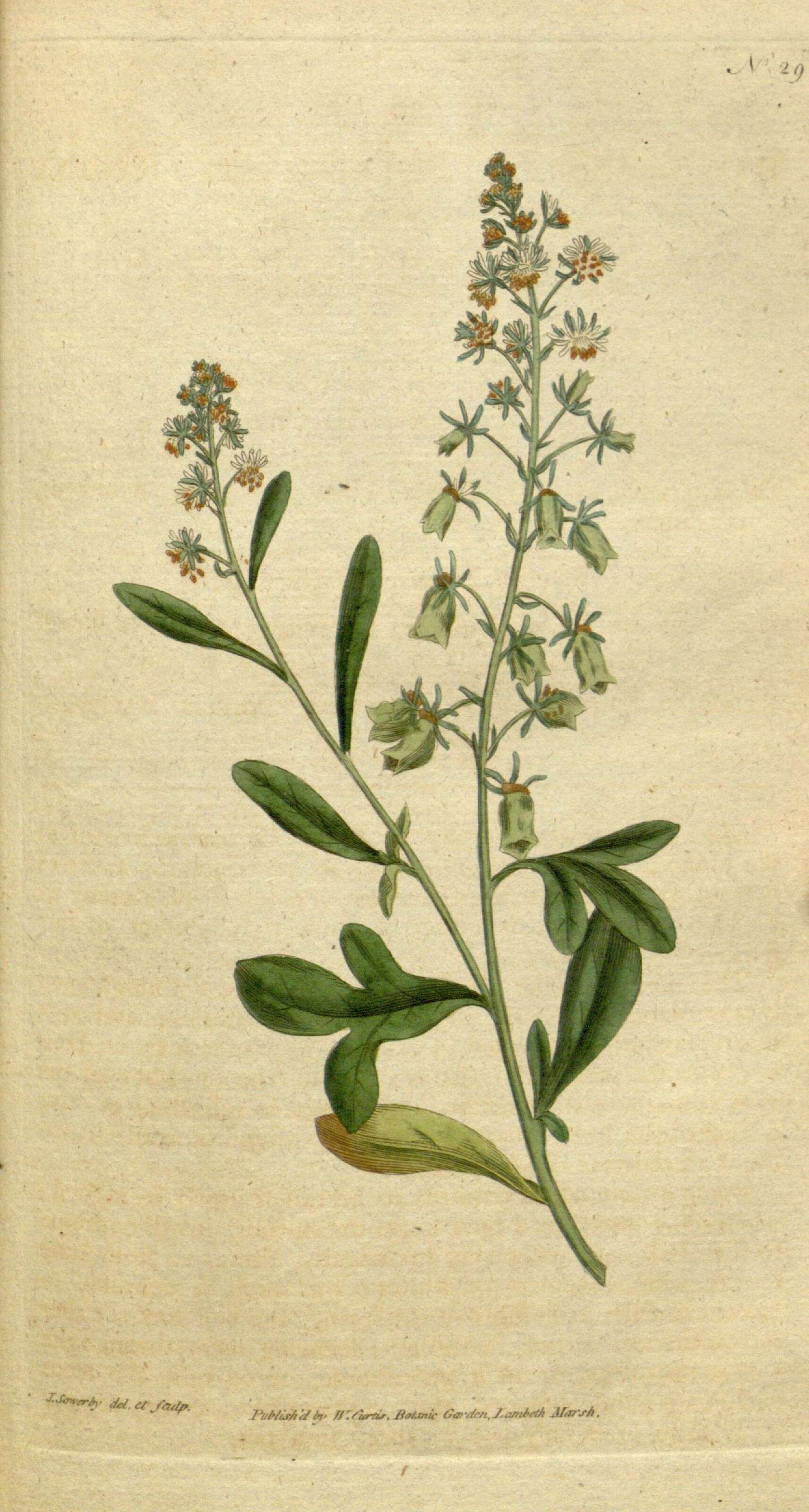 Resedaceae resmi