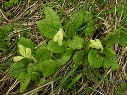 Image of Cowslip