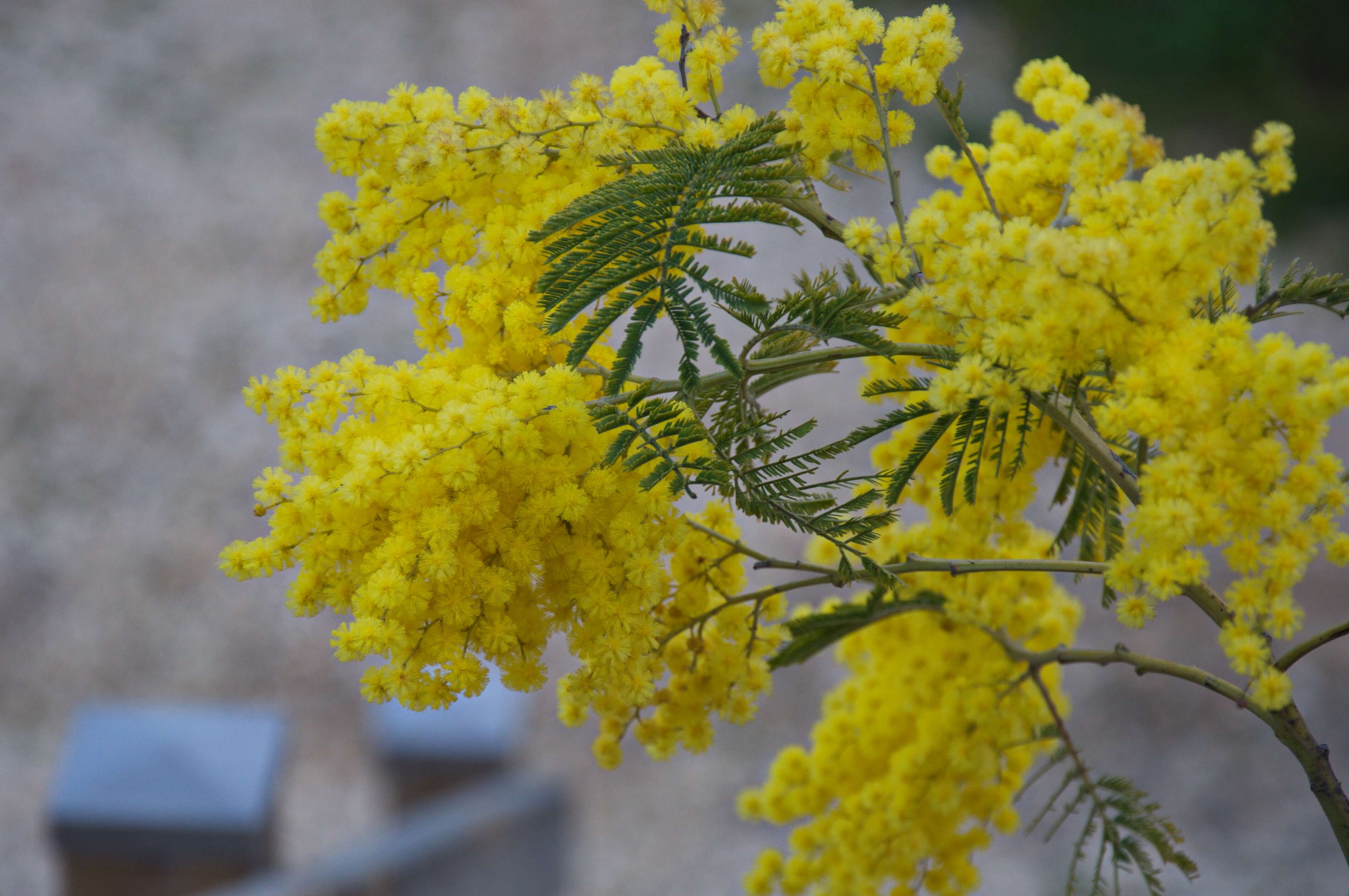 Image of Silver Wattle