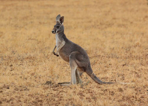 Image of red kangaroo