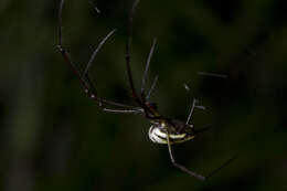 Image of long-jawed orb weavers