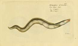 Image of Conger eel