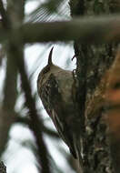 Image of treecreepers