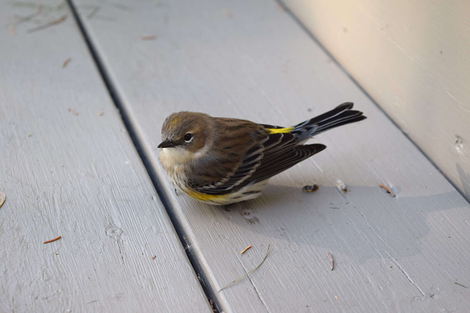 Image de Paruline à croupion jaune