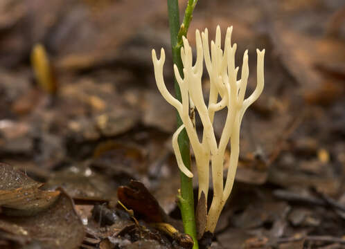 Image of Ramariopsis subtilis (Pers.) R. H. Petersen 1978