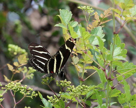 Imagem de Ampelopsis arborea (L.) Koehne