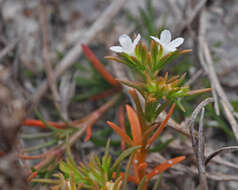 Image of Tetrachondraceae