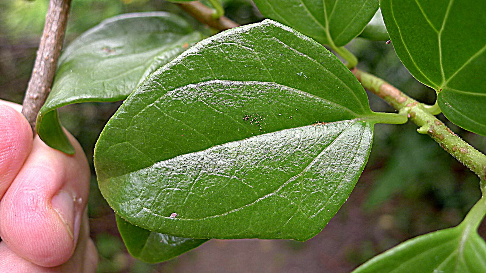 Mikania obovata DC. resmi