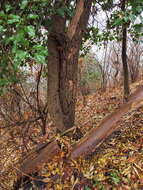 Image of English ivy