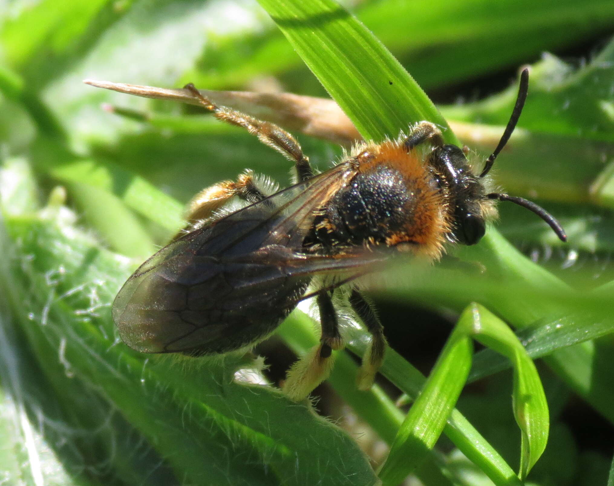 Andrena haemorrhoa (Fabricius 1781)的圖片