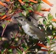 Image of Calypte Gould 1856