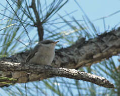 Image of nuthatches and relatives