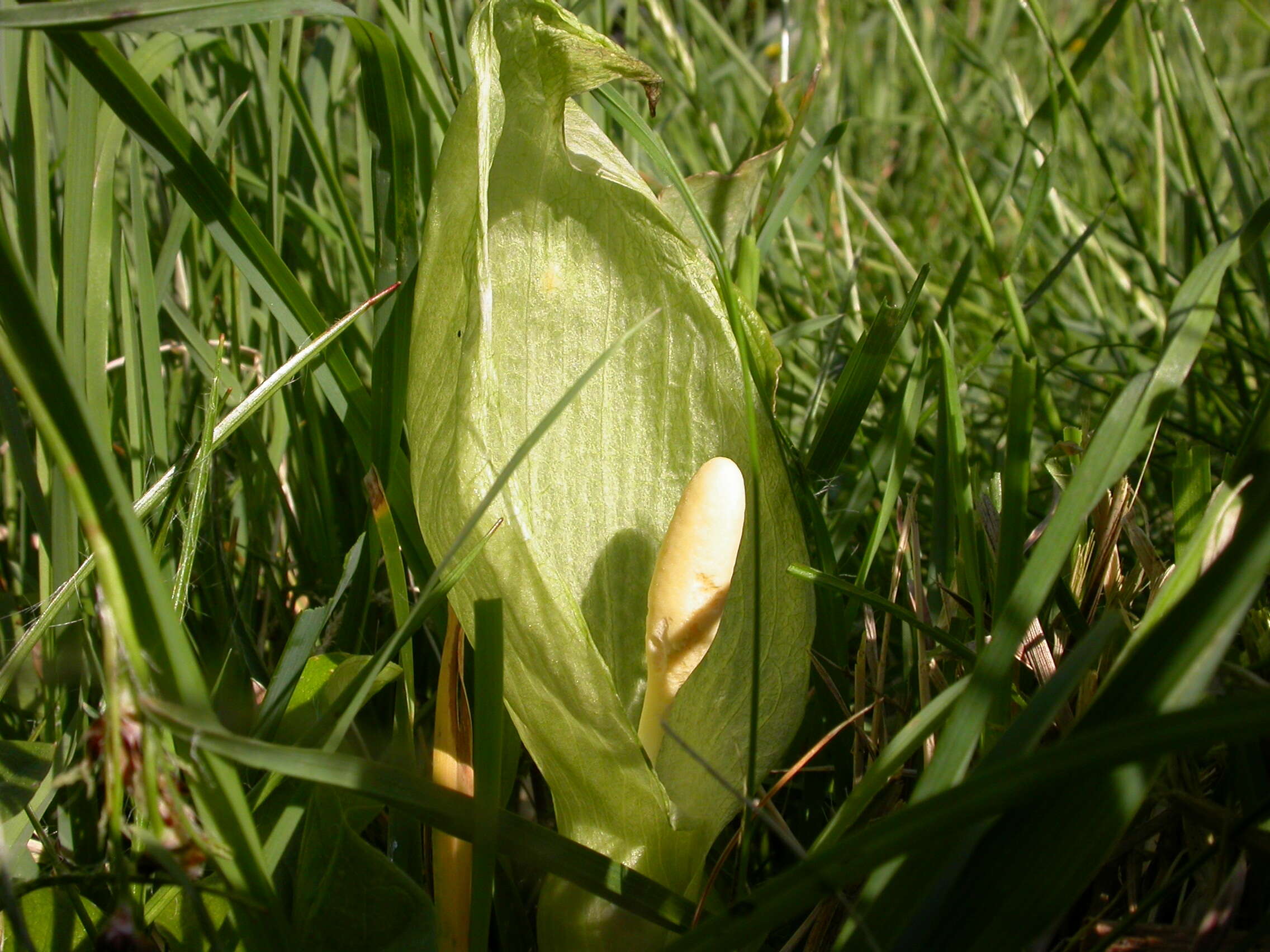 Image of Arum Lilies