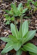 Image of Eastern Swamp Pseudosaxifrage