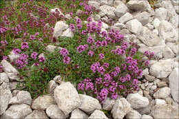 Thymus pulegioides L. resmi