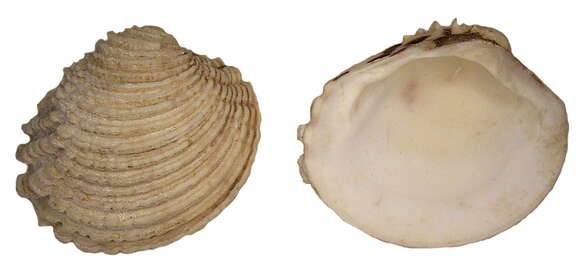 Image of clam