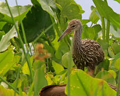 Image of limpkins